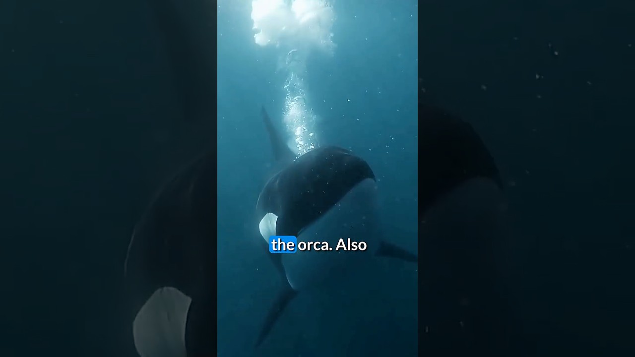 How do orcas hunt?