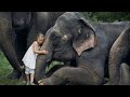 Animals Showing Love to Human |