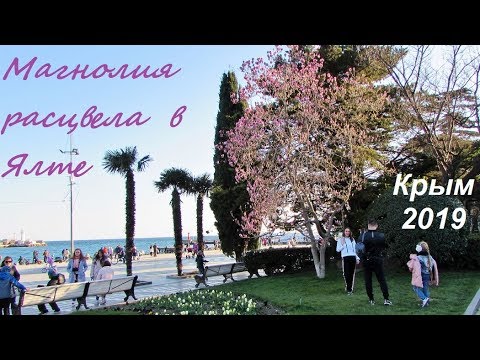Магнолия Суланжа цветет в Ялте, Крым 2019, 30 марта. Розовое чудо на Пушкинской и Набережной