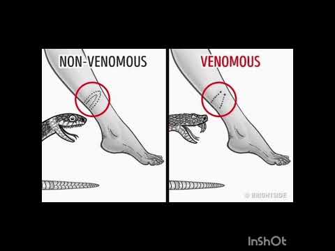 Difference between a venomous snake bite and a non venomous snake bit