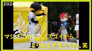 [2026.5.27] マスコットけん玉対決で誰しもが予想だにしなかったことを起こす、フレップ＆トラッキー！ ＠阪神甲子園球場～外周ステージ斜め45度視点～ 【阪神タイガース】
