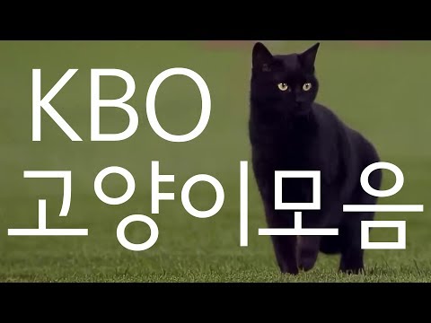 프로야구 고양이 난입 모음