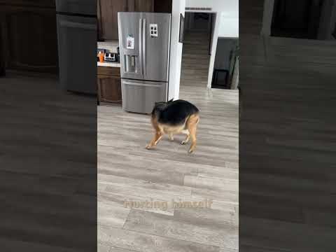 Odd #perros #dog #dogs #fire #gazal_waz_2tv