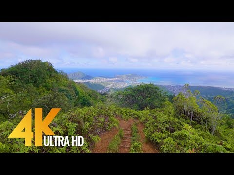 4K Virtual Walk - Walking in the Forest - Hawaiian Kuliouou Ridge Trail - 1.5 HRS