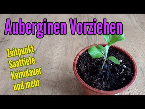 , title : 'Aubergine anbauen: Aussäen und pikieren Vorziehen von Aubergine Pflanzen Anzucht'