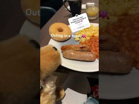 💗💗 #essa #emotionalsupportstuffedanimal #essacommunity #emotionalsupport #essa #essa