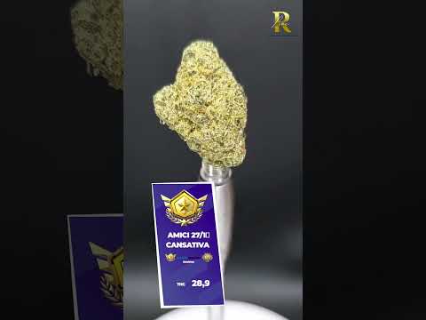 AMICI 27/1 WC CANSATIVA