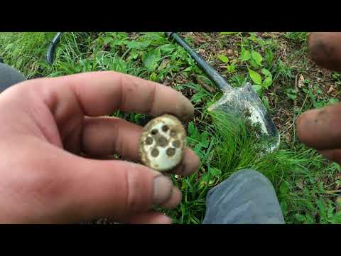 Wykopki wyprawa #82 w las po skarb