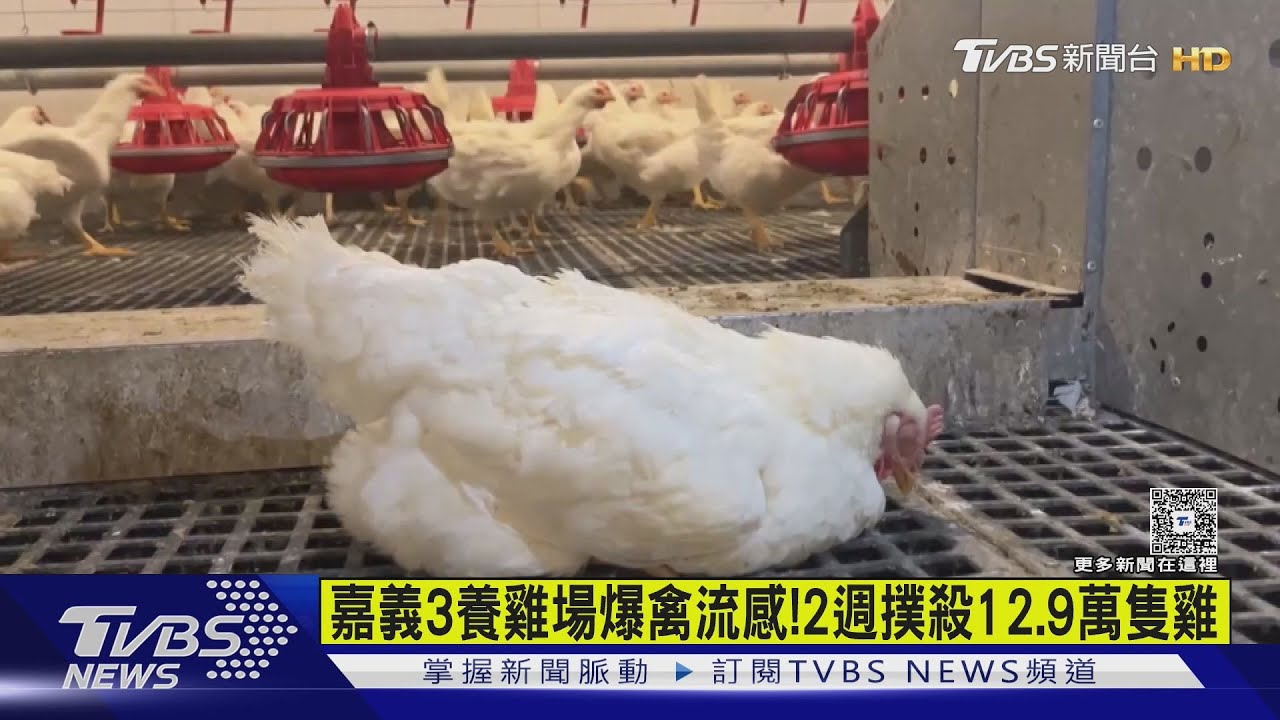 嘉義縣3養雞場爆禽流感!2週內撲殺12.9萬隻雞