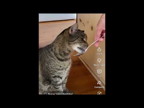 Top 12 funny animals vídeo 📷📹#Part1