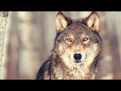 PRZYSTANEK BIESZCZADY- "Tu mamy świeżą kupę..." zdążyć przed wilkami!