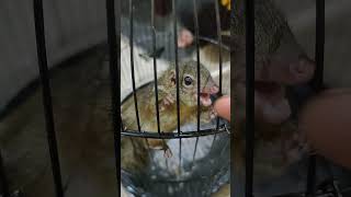 Download lagu bajing kekes untuk masteran burung #masteran #cililin mp3
