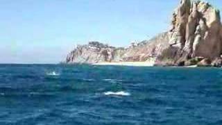 preview picture of video 'School of Mantas jumping out of water in Cabo San Lucas'