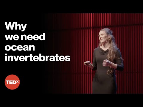Meet the mysterious inhabitants of the deep sea | Lisa Becking | TEDxAmsterdam