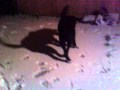 Barney S Snow Experience Mp4