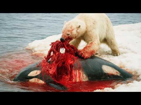 17 Most Terrifying Battles in the Animal Kingdom