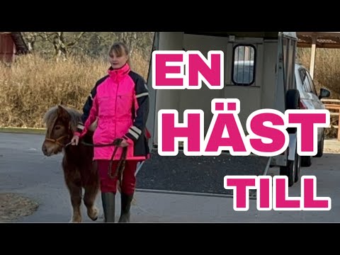VI HAR KÖPT EN TILL HÄST
