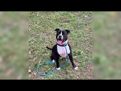 Tyson Dog Adoption
