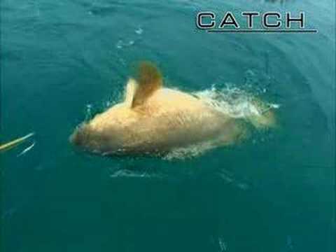 Big Game Fishing: 400 pound...