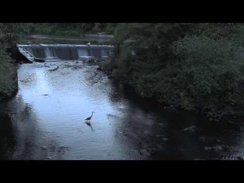 Голубая цапля 2 - Blue Heron, Ducks and Swan on Charles River near dam in South Natick, Mass.