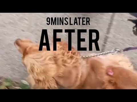 K9 Craftsman. Police-Trained. Breed Specific. One-Session Fixes. video.