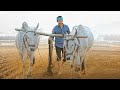 Maharshi Success Dialogue WhatsApp Status