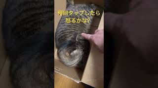 何回タップしたら怒るかな？ #cat #ねこ #猫のいる暮らし #猫好きさんと繋がりたい