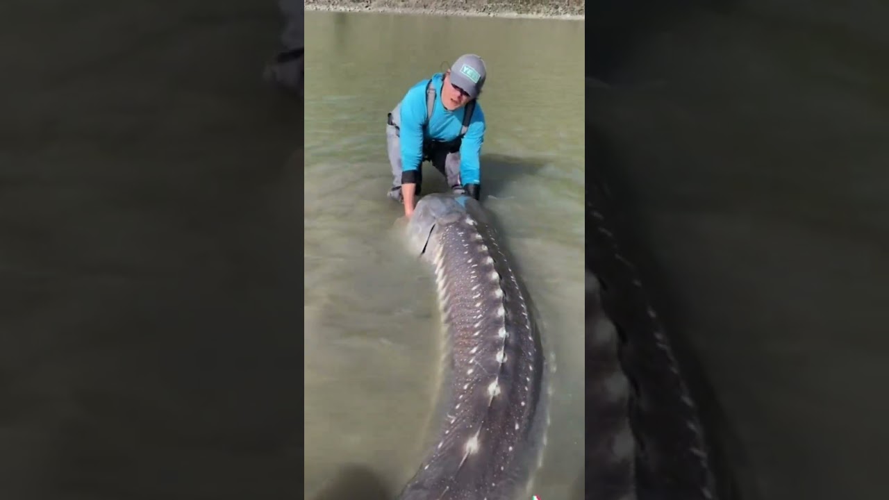 O MAIOR PEIXE DE ÁGUA DOCE DO MUNDO?!  #shorts #animais #natureza #esturgeon #caviar