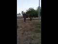   شخصية صاحب الحصان   السعودي     