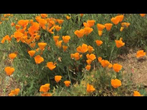 April Flowers of West Marin with Samaris