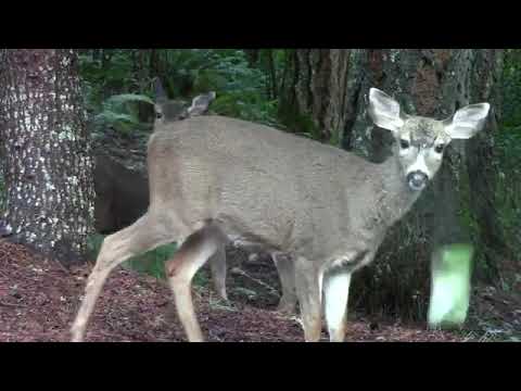 Does Deer Eat Celery