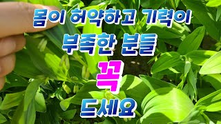 몸이 허약하고 기력이 부족한 분들에게 좋은 약초 동글레효능