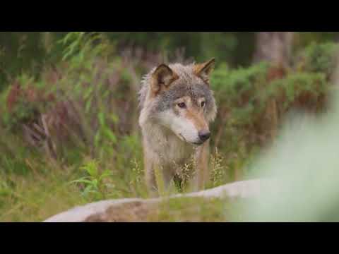 Illegal wolf hunting in Switzerland