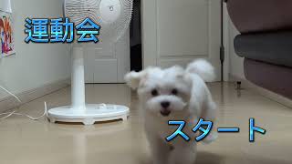 【マルチーズ】アルくん運動会【犬】【R】【maltese】