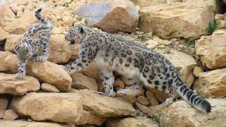 preview picture of video 'Irma and her Snow Leopard Cubs, Twycross Zoo, 15 Sep 2011'