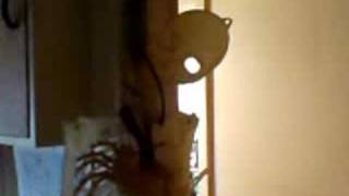 Living in the lap of luxury