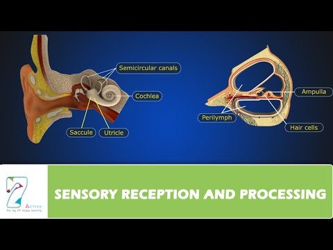 SENSORY RECEPTION AND PROCESSING _ PART 05