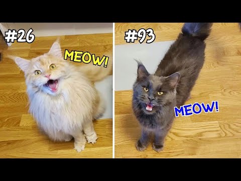 Cats Meowing 100 Times! - Maine Coons Demanding Breakfast