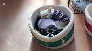 世界の名犬牧場