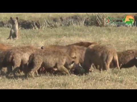 Hyenas