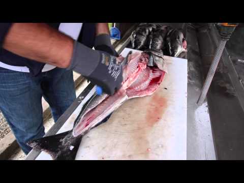 Seelachs grätenfrei filetieren - So geht's | Anleitung vom Profi