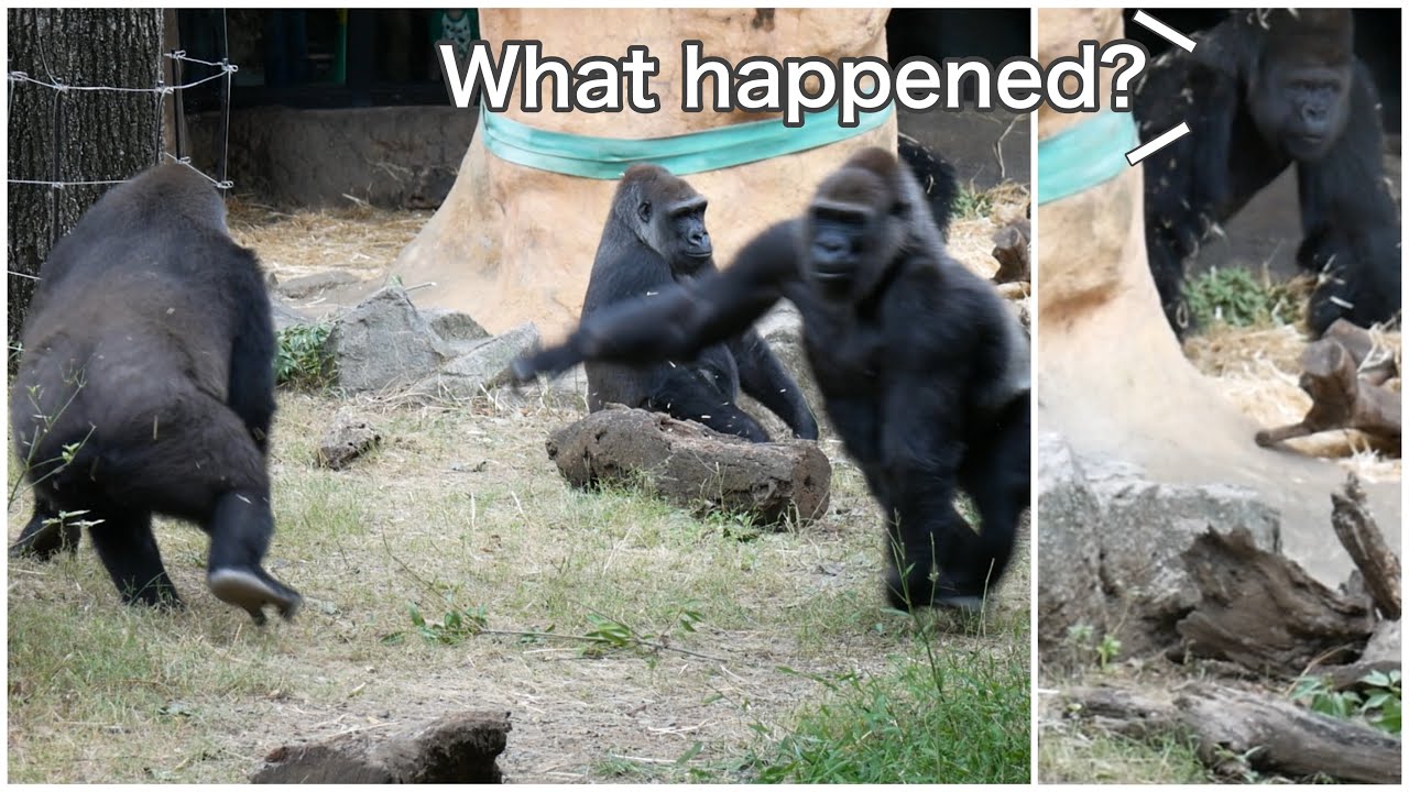 Silverback Gorilla Watching Over His Family