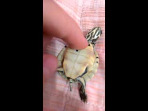 Diarrea a helminths Ameba parassita ordinario o modo di vivere libero