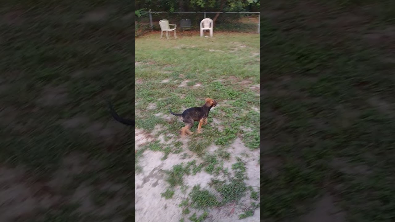 Enlarge Roo, a Adoptable mixed breed in Camden, SC video 6/6