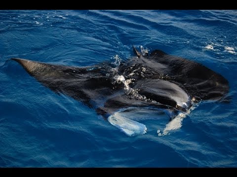 French Polynesia - South Pacific: Marquesas waterfall hike, mantas, locals