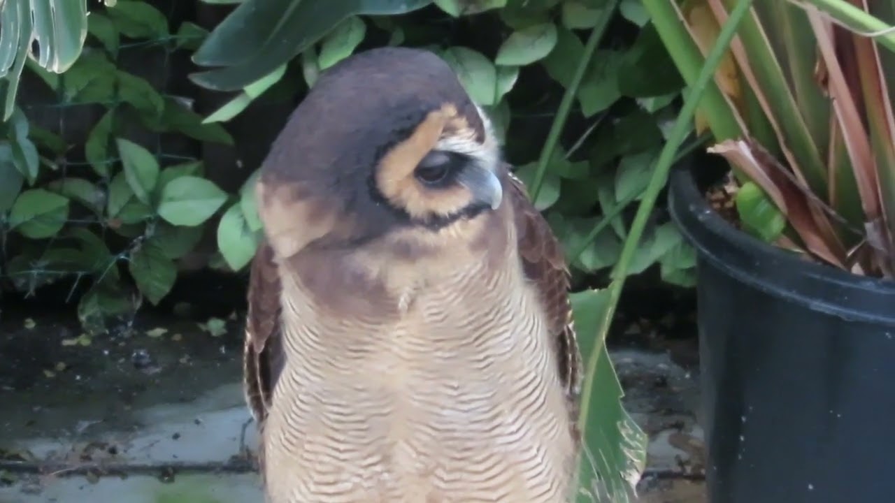 オオフクロウ（くるみ）