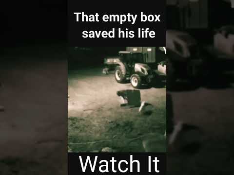 An empty  box  saved Dog's life                                           20 February 2024