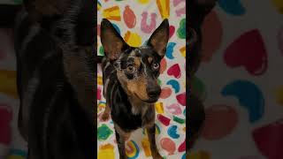 Video preview image #1 Australian Shepherd-Unknown Mix Puppy For Sale in FAIRLAWN, OH, USA