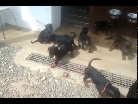 BB - CH F'Willow-Pathos du Reflet des Songes x Arrbass Najat-1