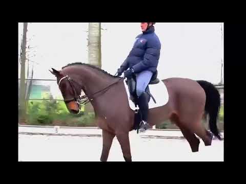 FEI Dressage Horse for Sale: Graaf Donnerhall